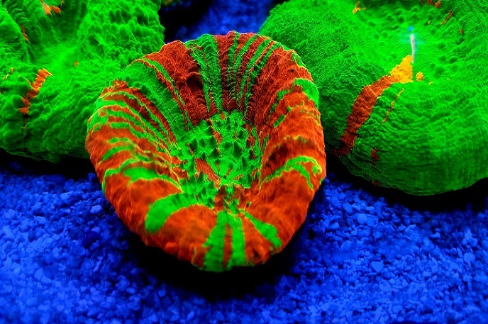 Marine fish & Live Corals